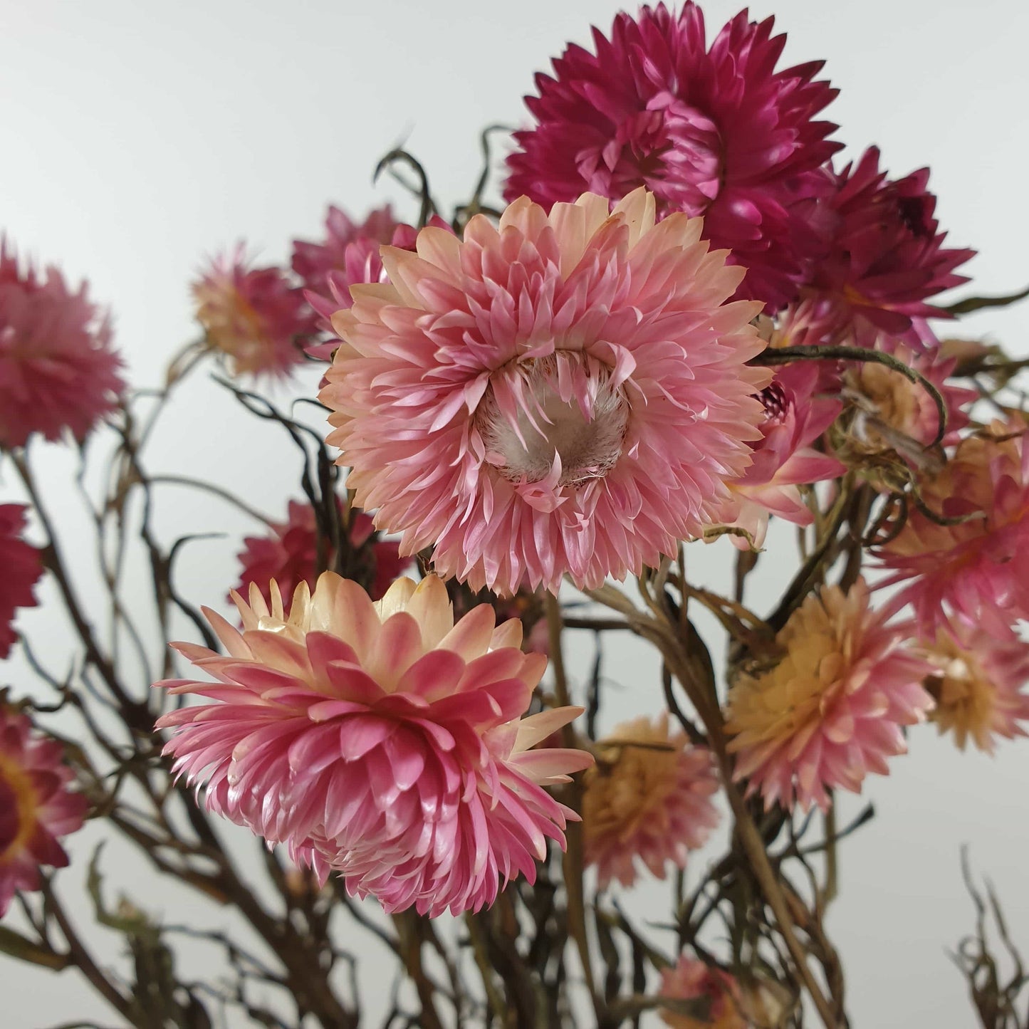 Pink Strawflowers, light/dark pink strawflowers, pink dried flowers, chrysanthemum, immortelle 3oz bunch, rustic decoration