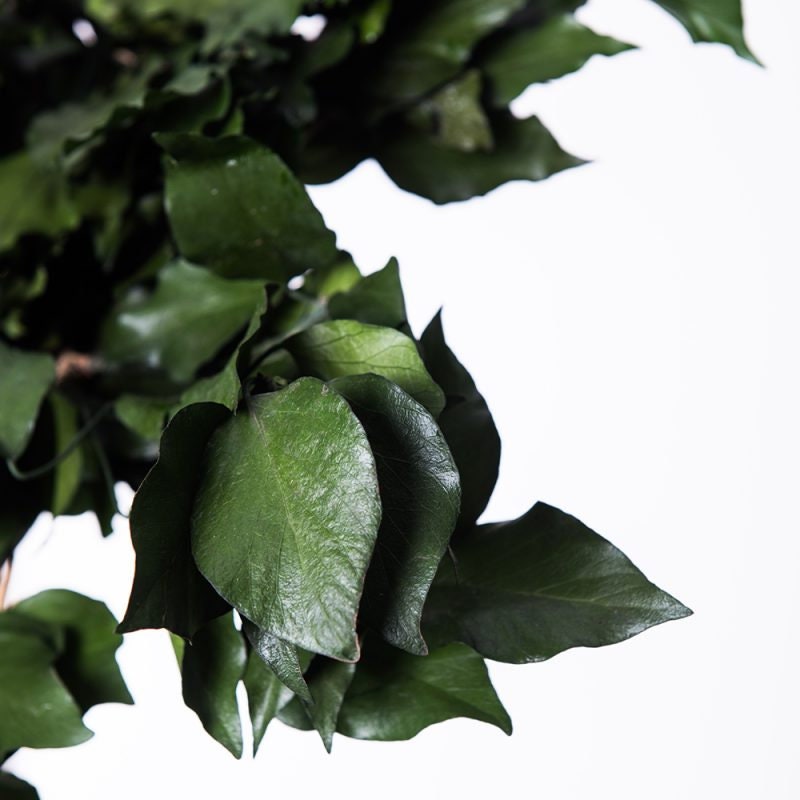 Preserved Ivy green, hanging decoration, wall interior decoration 40-50cm 100-120g/bunch
