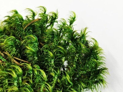 Preserved hair moss green, wall decor, wall moss, DIY tool