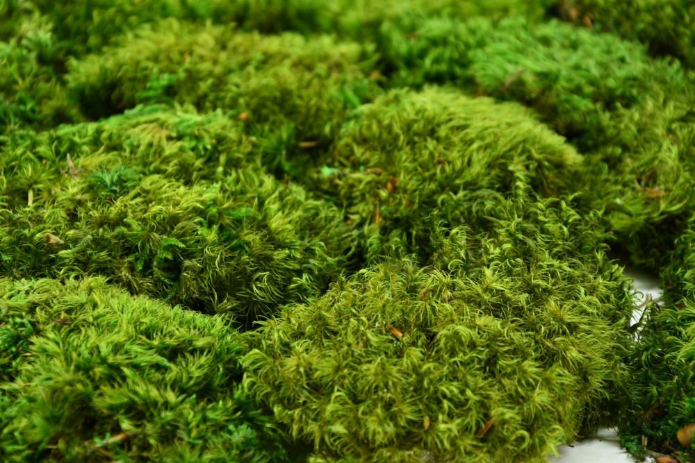 Preserved hair moss green, wall decor, wall moss, DIY tool