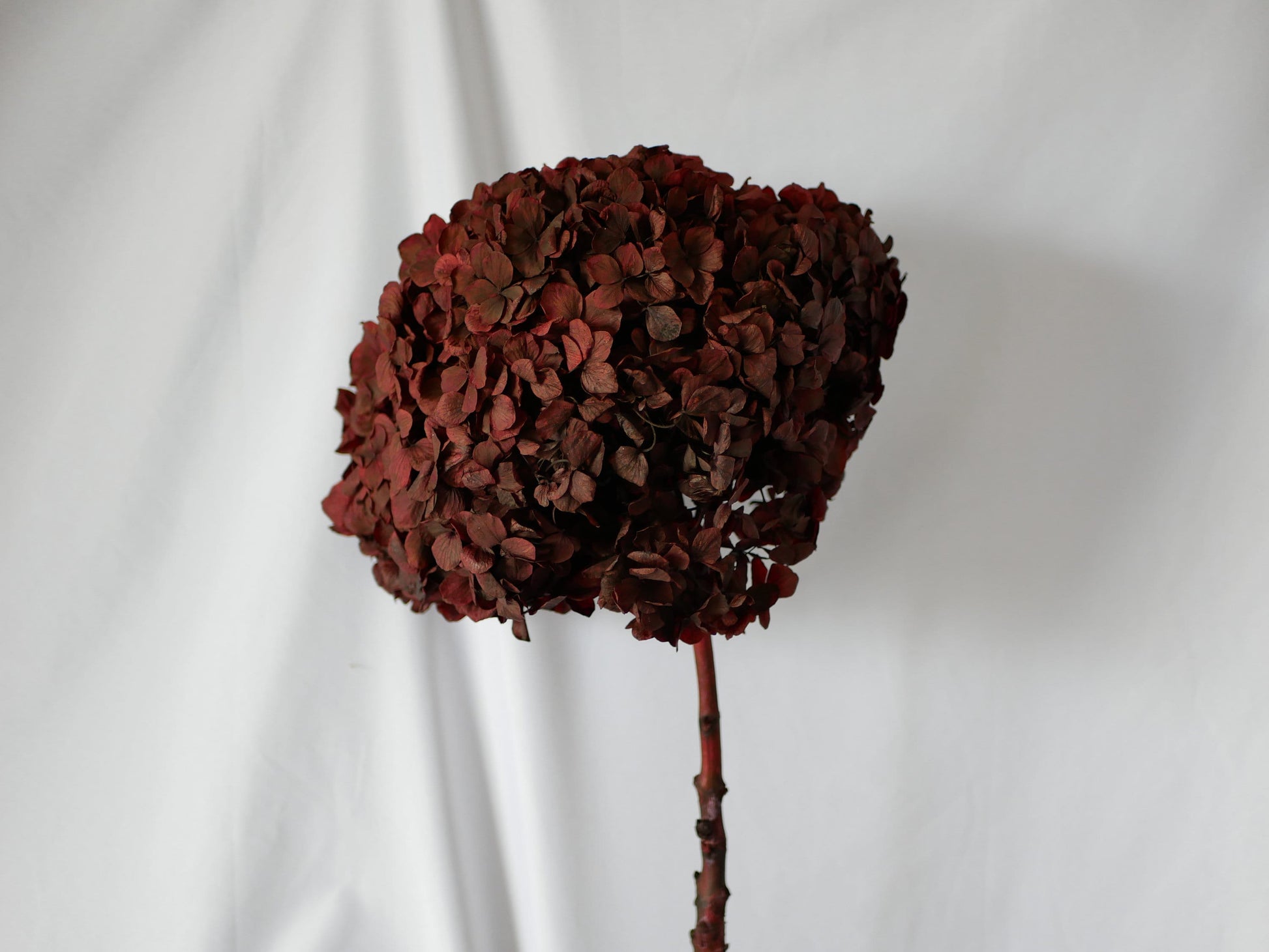 Big petal preserved hydrangea bordeaux red, Resin/Jewelry DIY, home decoration