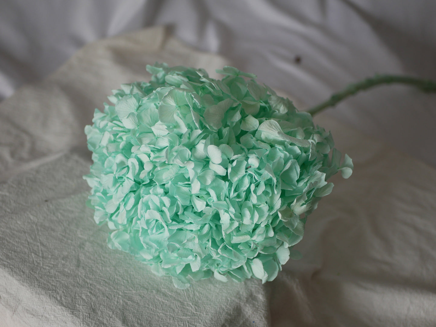 Big petal preserved hydrangea blue menthe Diy resin, jewelery, home decoration