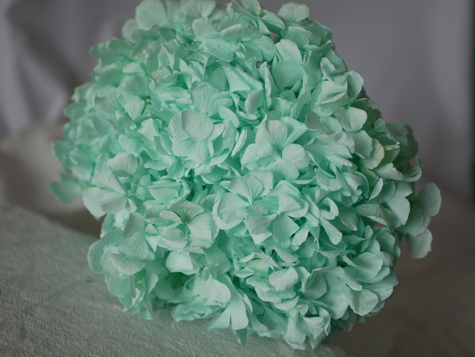 Big petal preserved hydrangea blue menthe Diy resin, jewelery, home decoration
