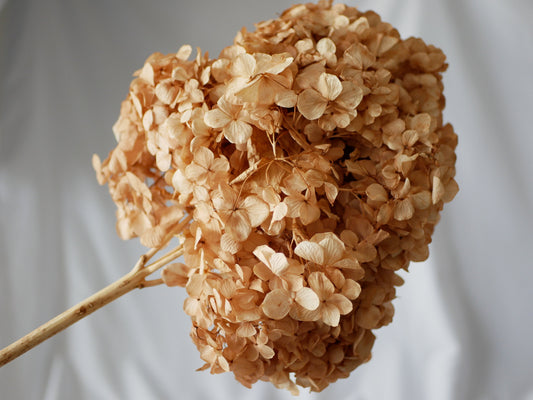 Big petal preserved hydrangea apricot yellow, jewelry tool, Resin DIY, home decoration