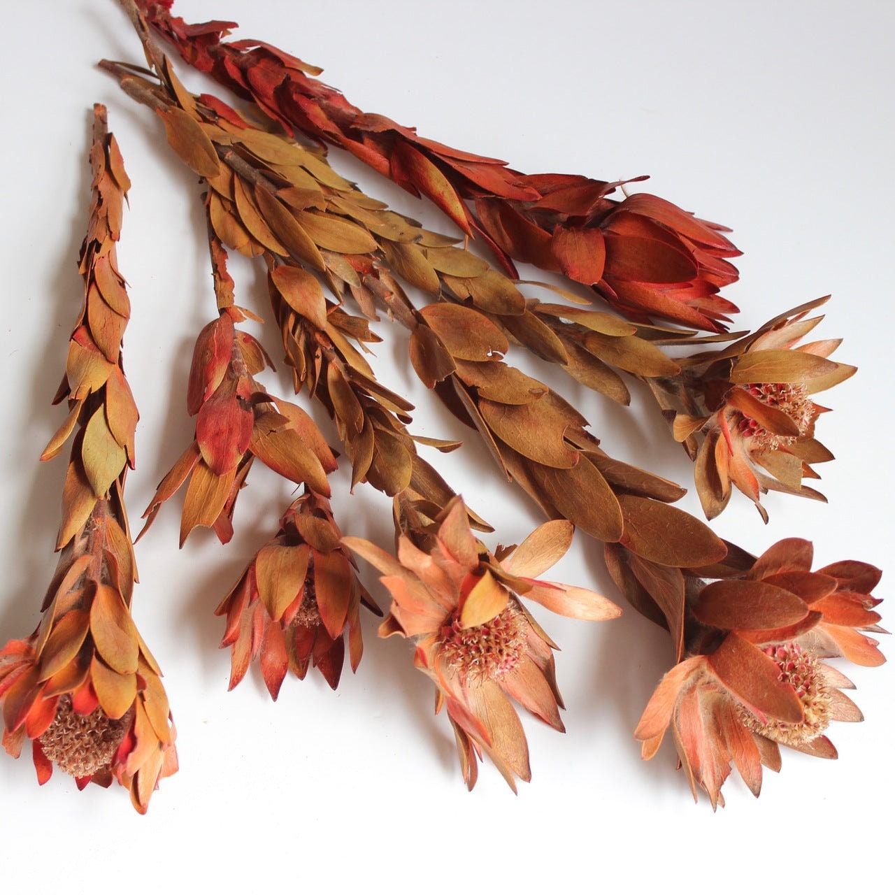 x5 natural wooden nervous, africain pod, rustic decoration, wooden flowers