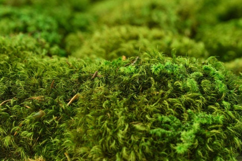 Preserved hair moss green, wall decor, wall moss, DIY tool