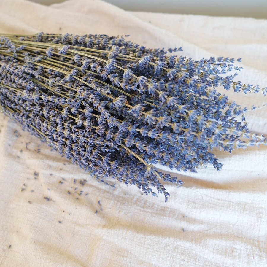 Dried lavender gosso from Provence, lavandin super blue, scented flower