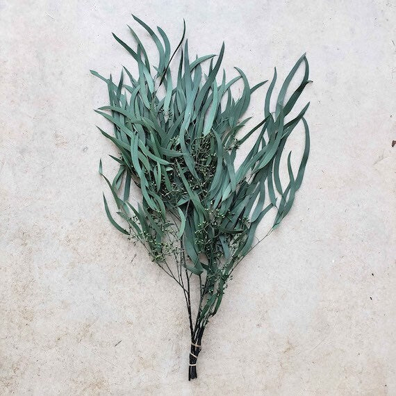 Preserved eucalytus exotica seeded, preserved leaf, wall decoration, rustic decoration