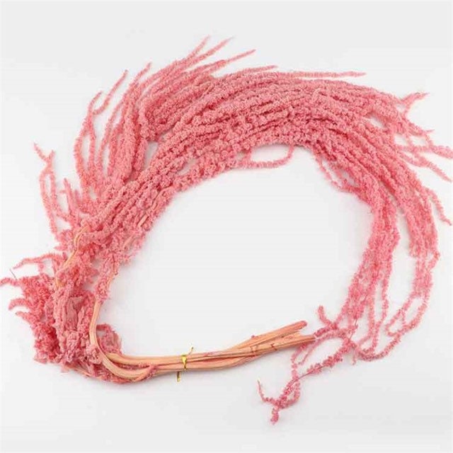 Hanging preserved amaranthus pastel pink ,hanging plant, wall decor, ceiling decoration