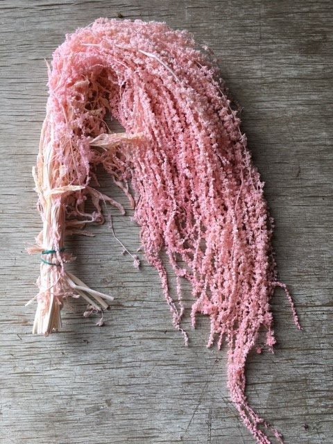 Hanging preserved amaranthus pastel pink ,hanging plant, wall decor, ceiling decoration