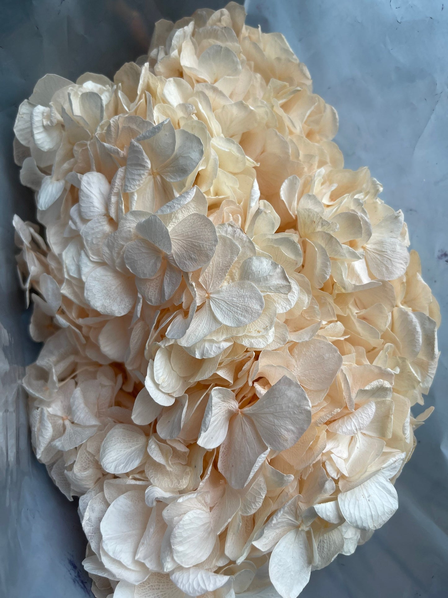 Big petal rose peach Preserved hydrangea, hortensia, bridal flower