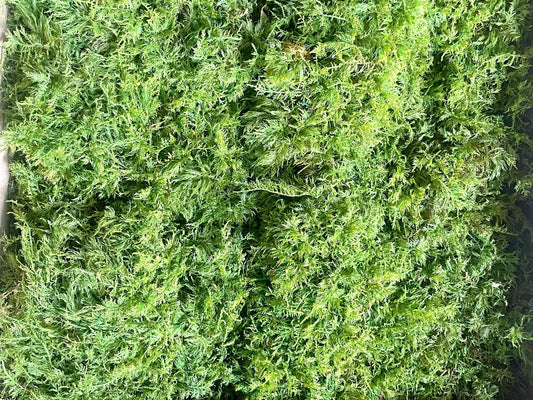Preserved fern moss natural green, wall decor, wall moss, DIY tool