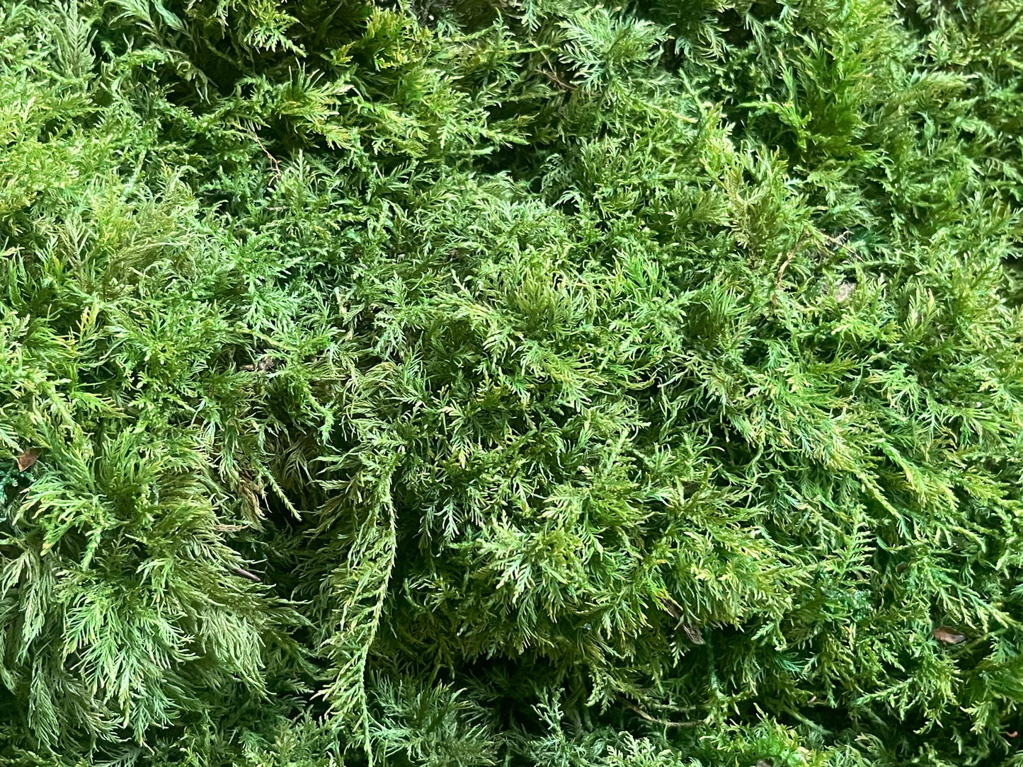 Preserved fern moss natural green, wall decor, wall moss, DIY tool