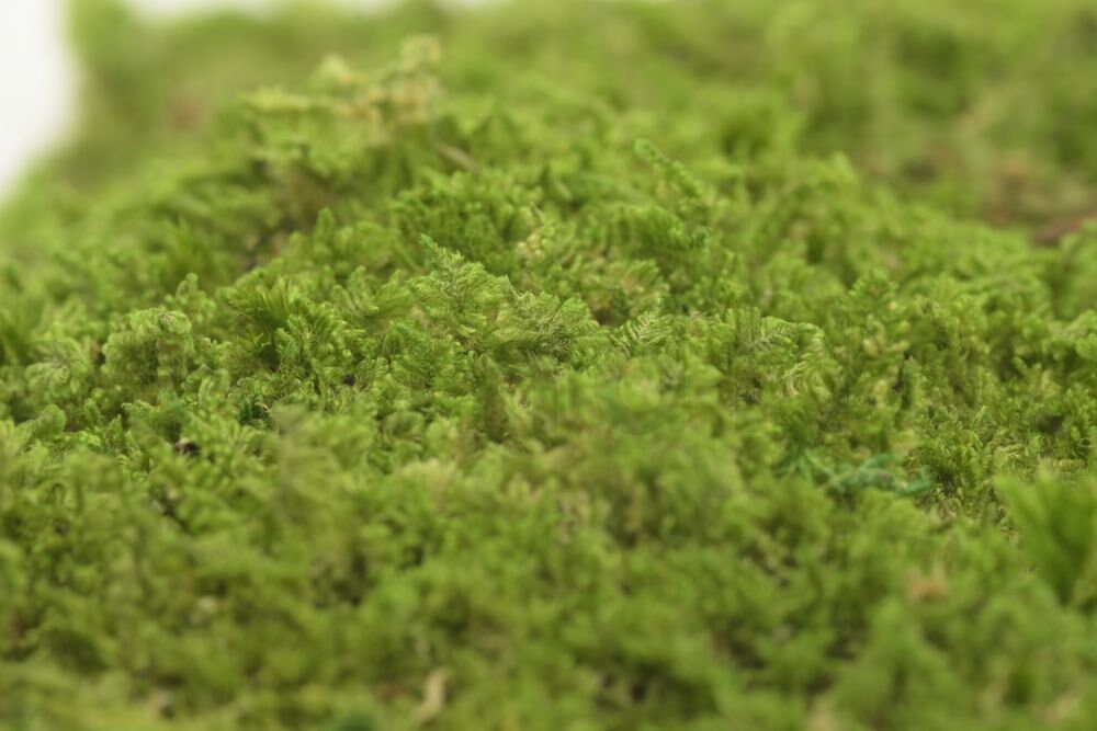 Preserved roche moss natural green - moss de roche, wall decor, wall moss, DIY tool