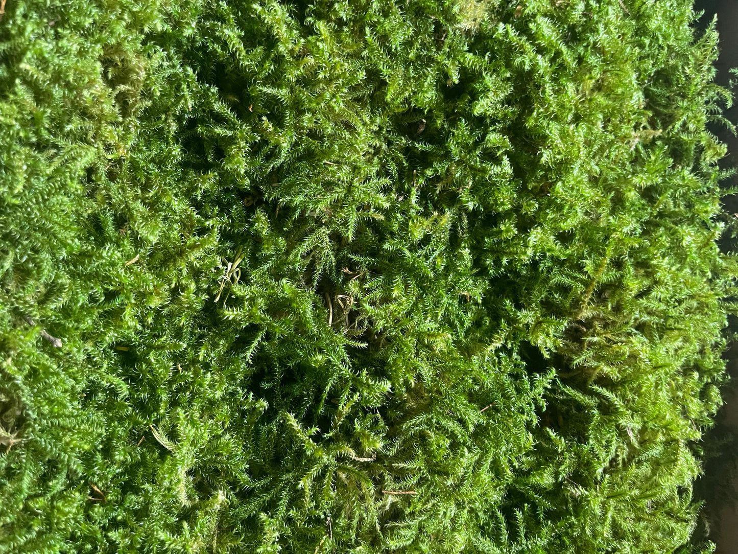 Preserved star moss natural green - moss de roche, wall decor, wall moss, DIY tool