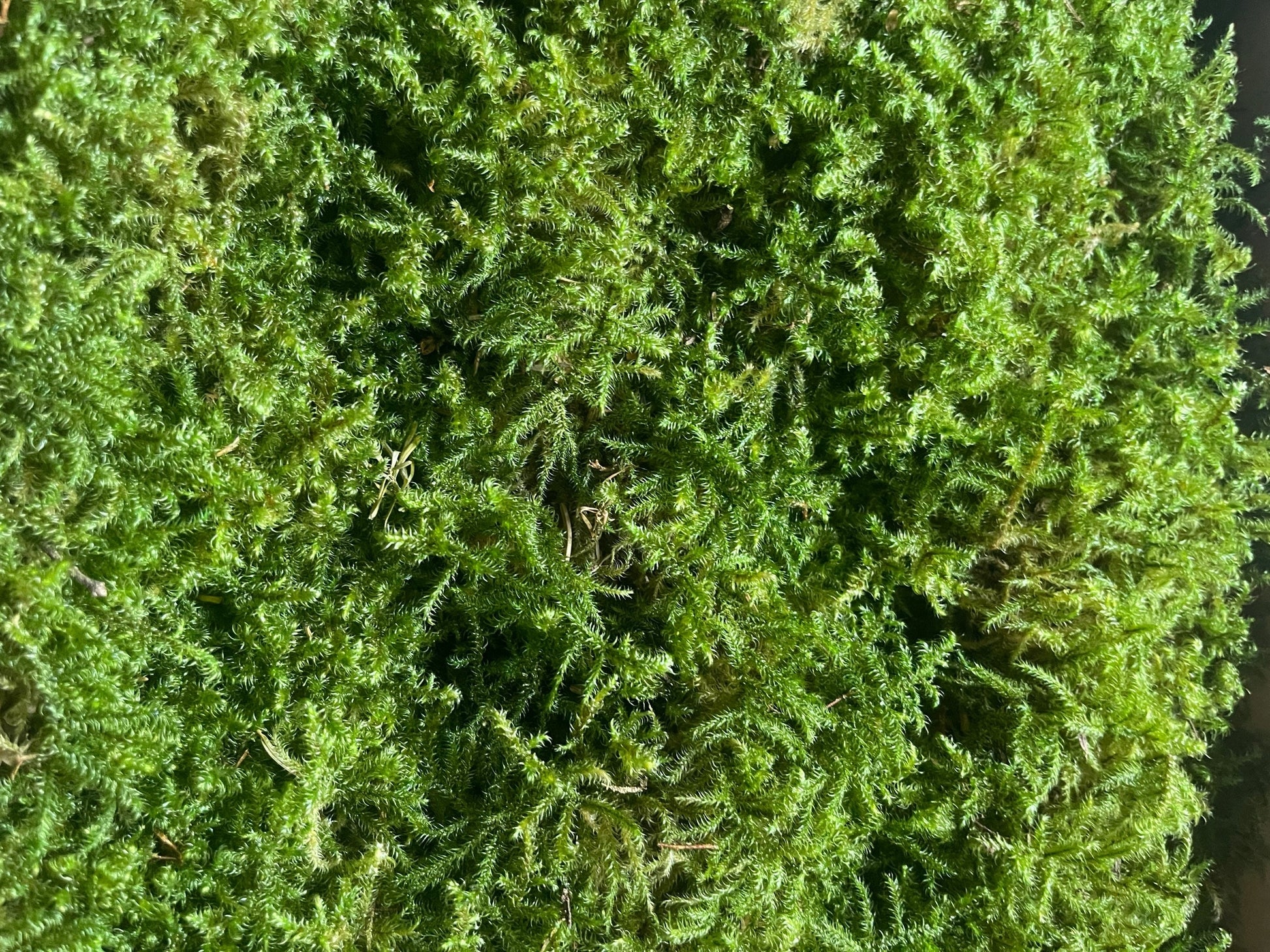 Preserved star moss natural green - moss de roche, wall decor, wall moss, DIY tool