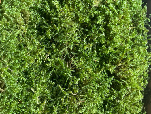 Preserved star moss natural green - moss de roche, wall decor, wall moss, DIY tool