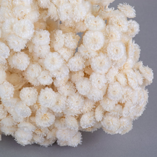 Bouquet Immortelle , immortelle de corse, immortelle du var helichrysum, White flower 60g