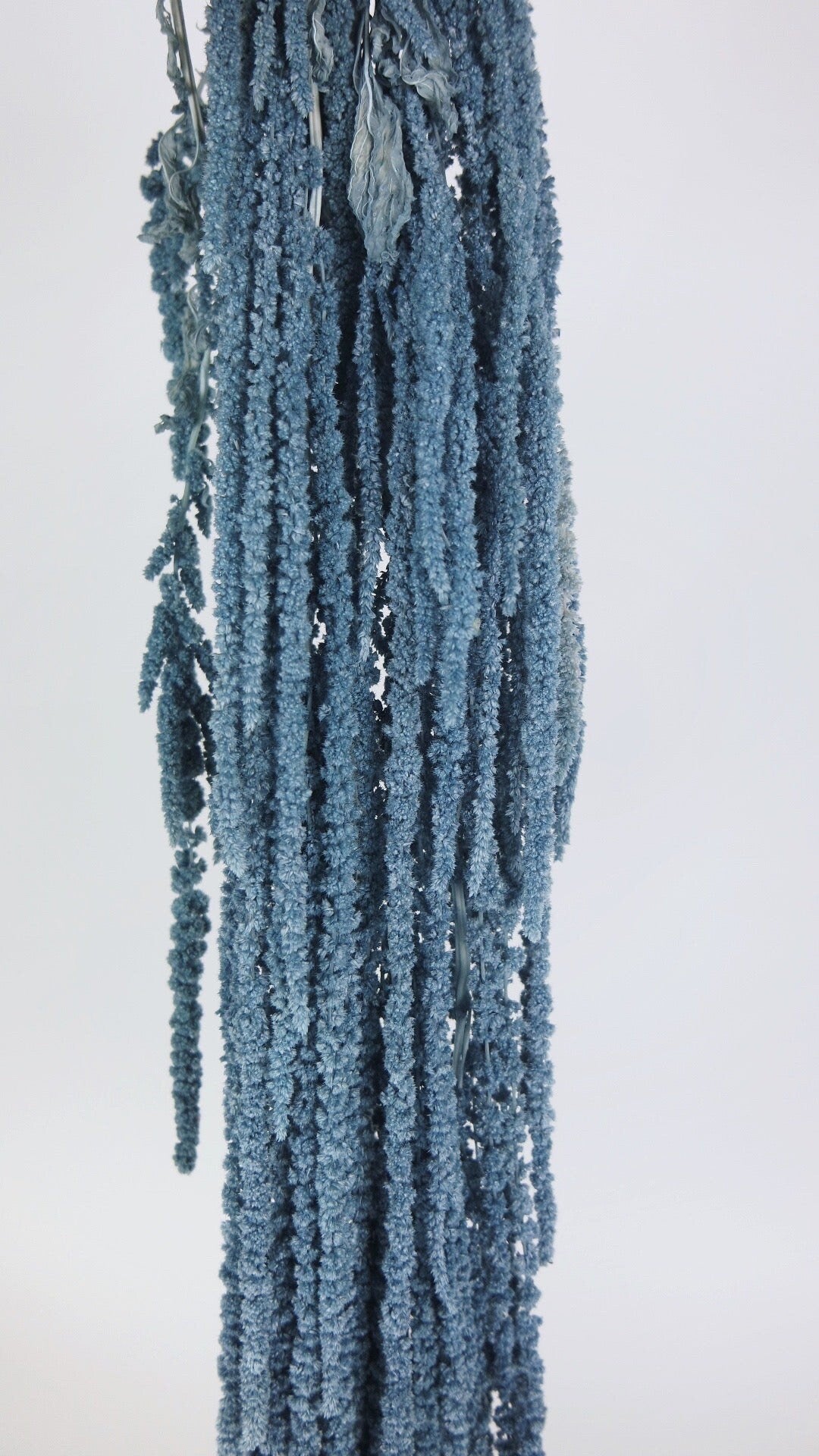 Hanging preserved amaranthus bleu grey hanging plant, wall decor, ceiling decoration