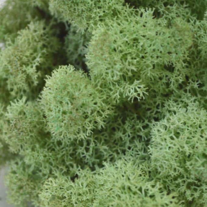 Preserved Reindeer Moss Render Moss Mint green - Decorative Moss Craft Moss