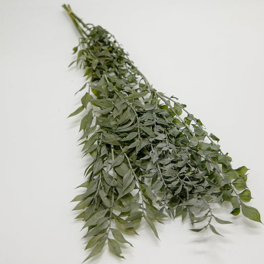 Dried ruscus green natural, dried foliage, decoration interior