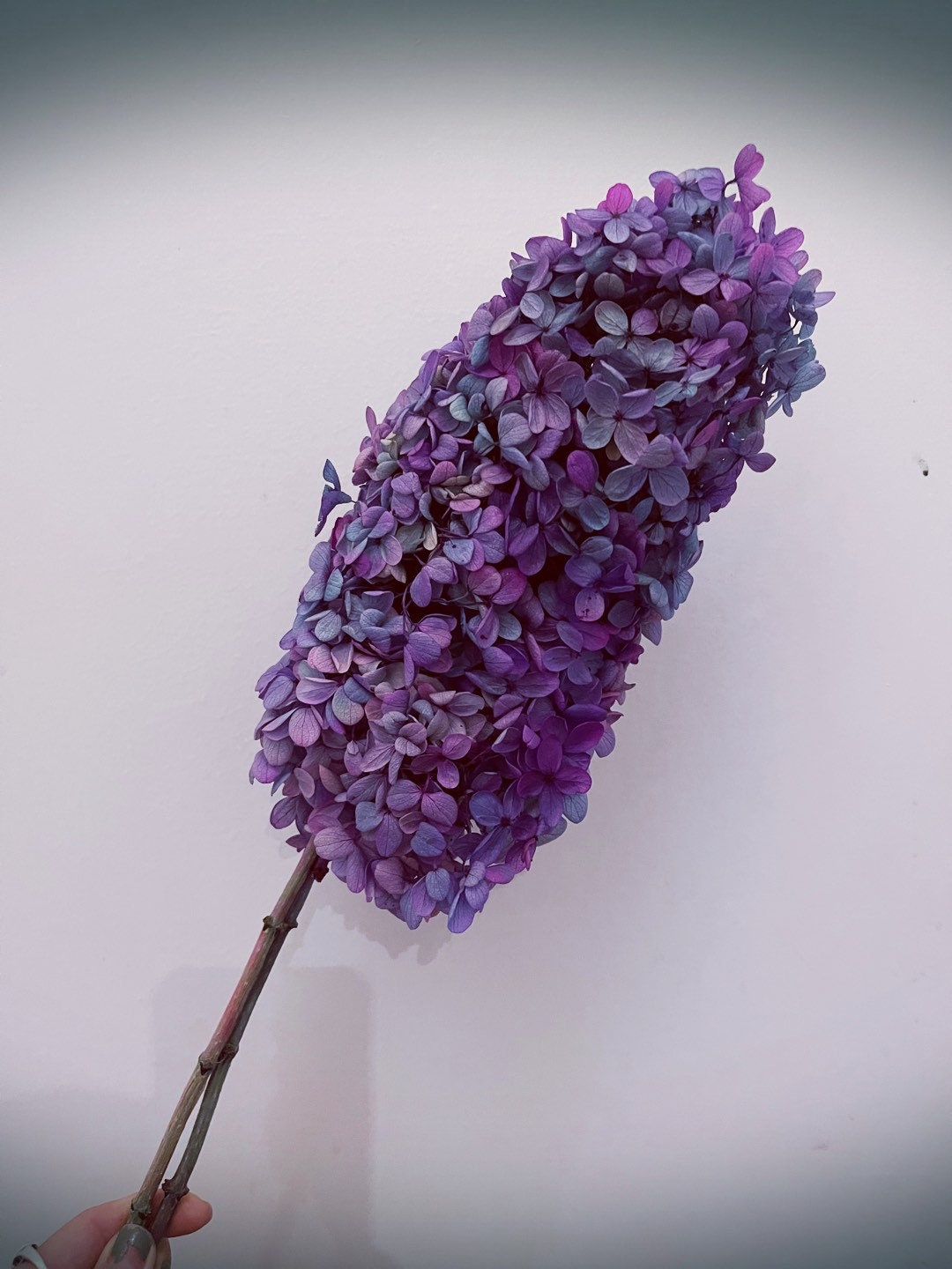 Preserved tower hydrangea bi colored mix gradient D18-20cm, hortensia, decoration de mariage