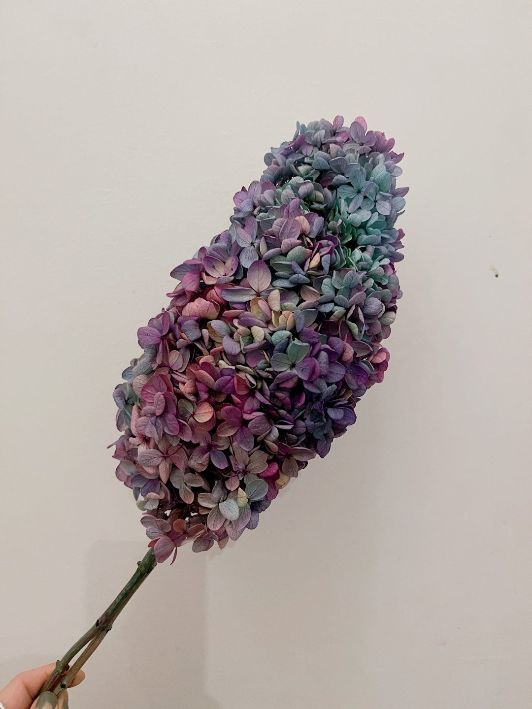 Preserved tower hydrangea bi colored mix gradient D18-20cm, hortensia, decoration de mariage