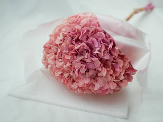 Big petal preserved hydrangea pink bicolor, DIY jewelry, home decoration