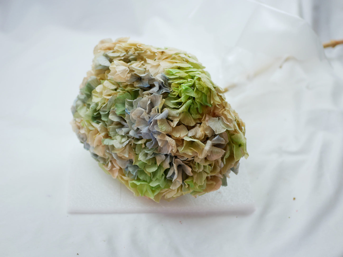 Big petal preserved hydrangea tricoloré gradient, DIY jewelry, home decoration