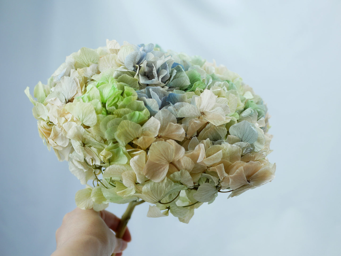 Big petal preserved hydrangea tricoloré gradient, DIY jewelry, home decoration