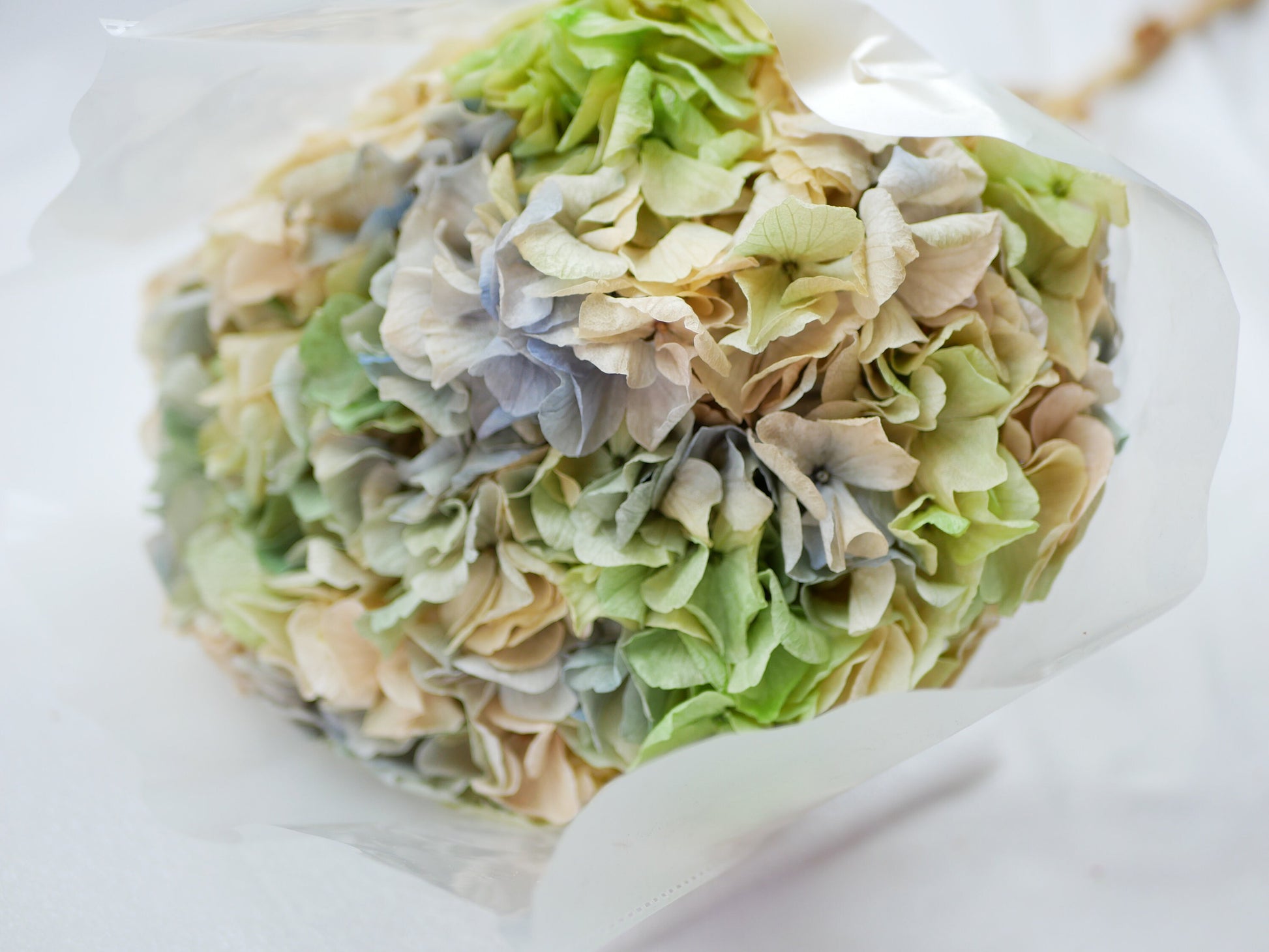 Big petal preserved hydrangea tricoloré gradient, DIY jewelry, home decoration