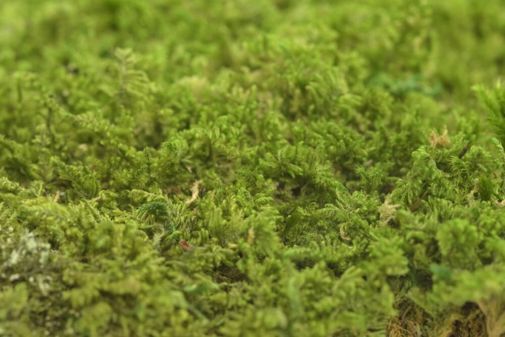 Preserved roche moss natural green - moss de roche, wall decor, wall moss, DIY tool