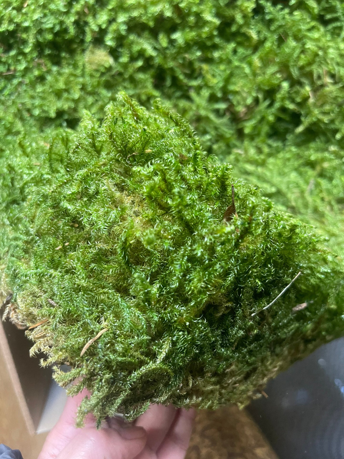 Preserved star moss natural green - moss de roche, wall decor, wall moss, DIY tool