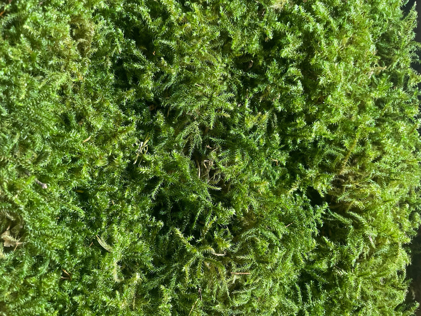 Preserved star moss natural green - moss de roche, wall decor, wall moss, DIY tool