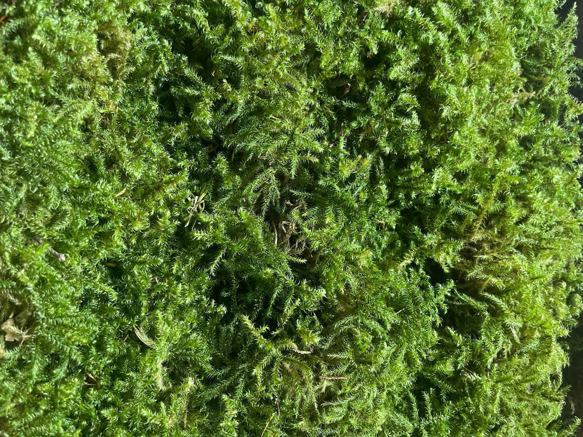 Preserved star moss natural green - moss de roche, wall decor, wall moss, DIY tool
