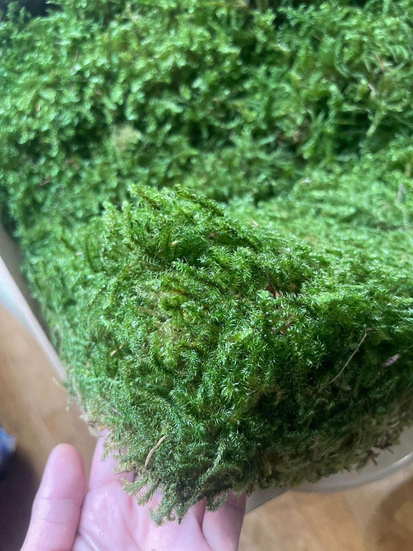 Preserved star moss natural green - moss de roche, wall decor, wall moss, DIY tool