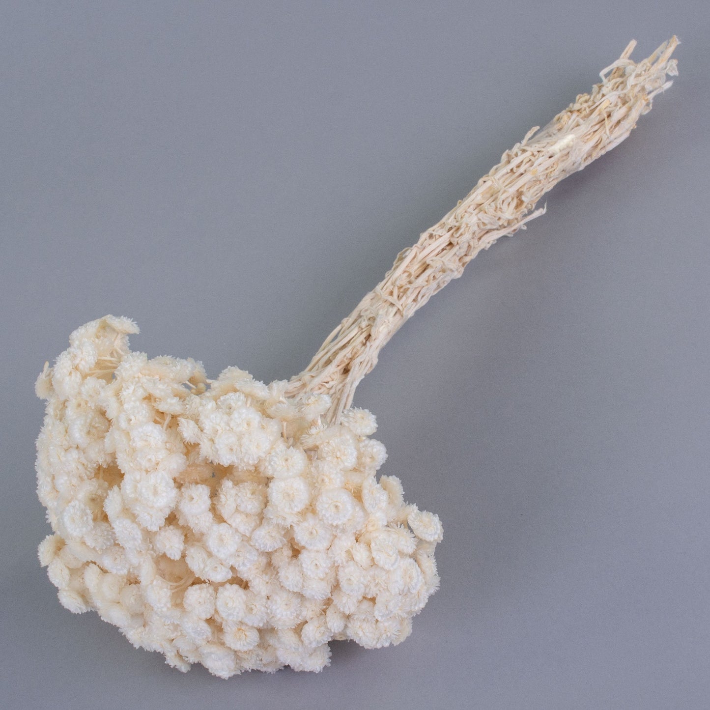 Bouquet Immortelle , immortelle de corse, immortelle du var helichrysum, White flower 60g