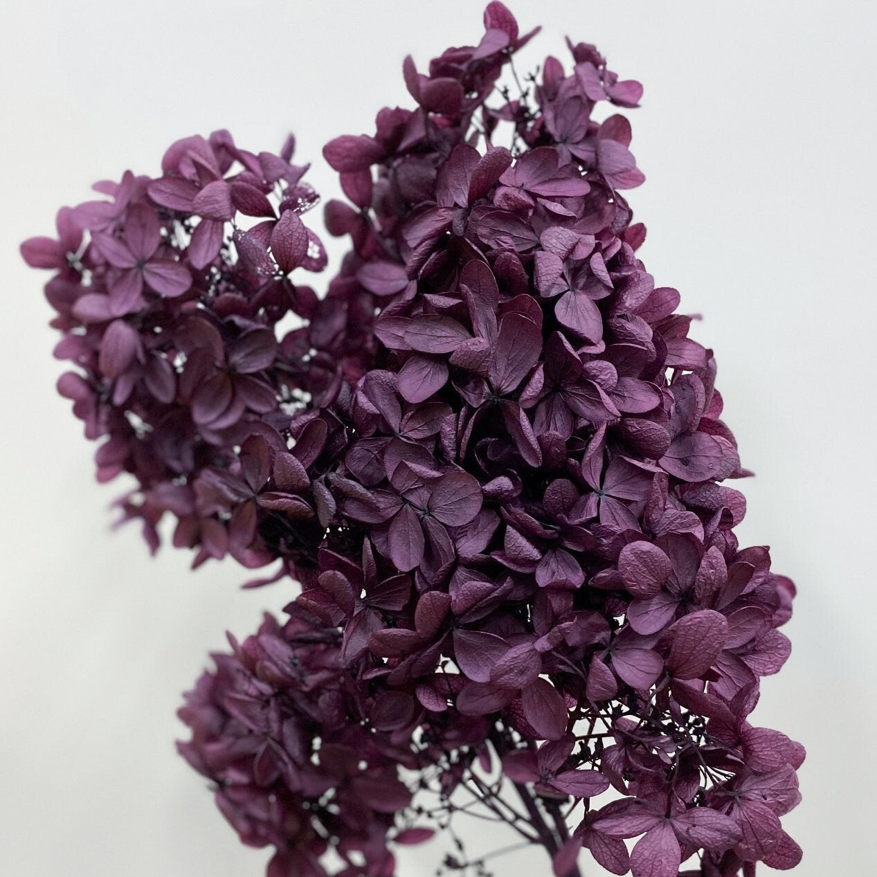 Preserved Hydrangeas paniculata, Burgundy Purple 50cm jewelry tool, Resin DIY, home decoration