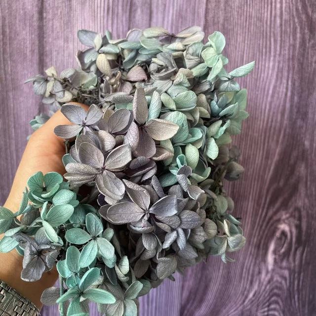 Preserved tower hydrangea bi colored mix gradient D18-20cm, hortensia, decoration de mariage