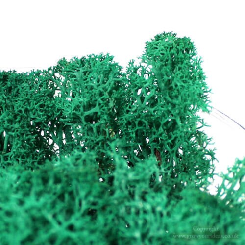 Preserved Reindeer Moss Render Moss Blue turquoise - Decorative Moss Craft Moss