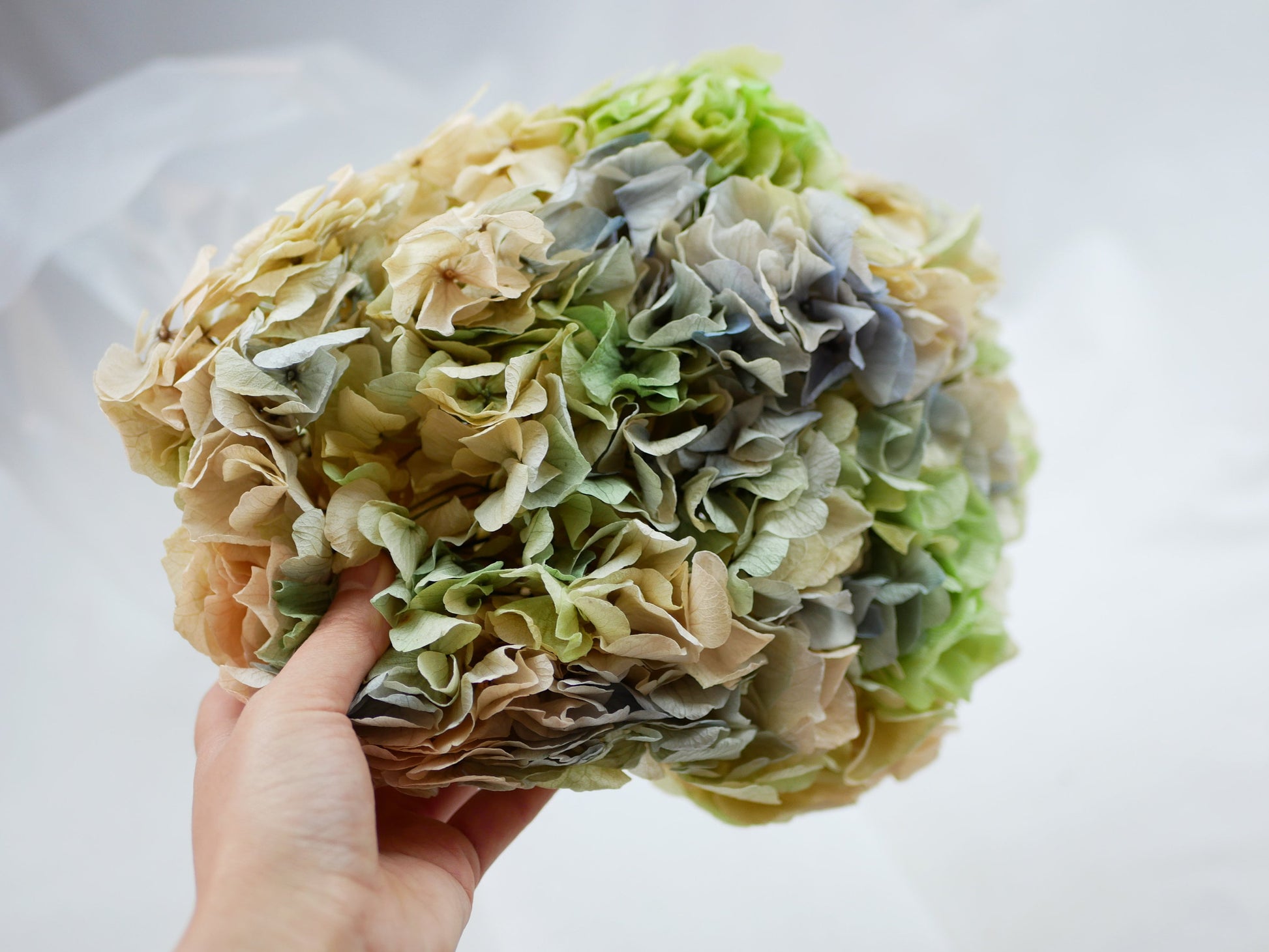 Big petal preserved hydrangea tricoloré gradient, DIY jewelry, home decoration