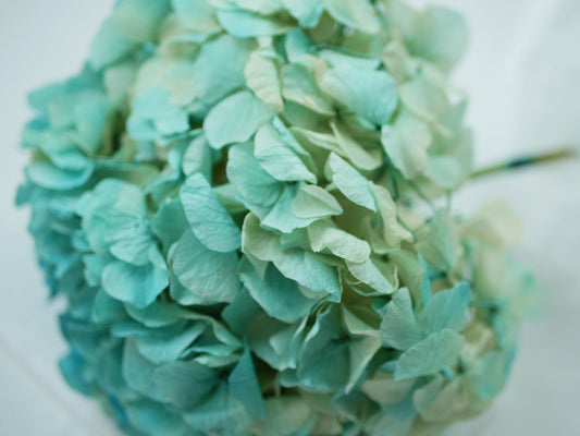 Big petal preserved hydrangea bicolor blue mint, DIY jewelry, home decoration