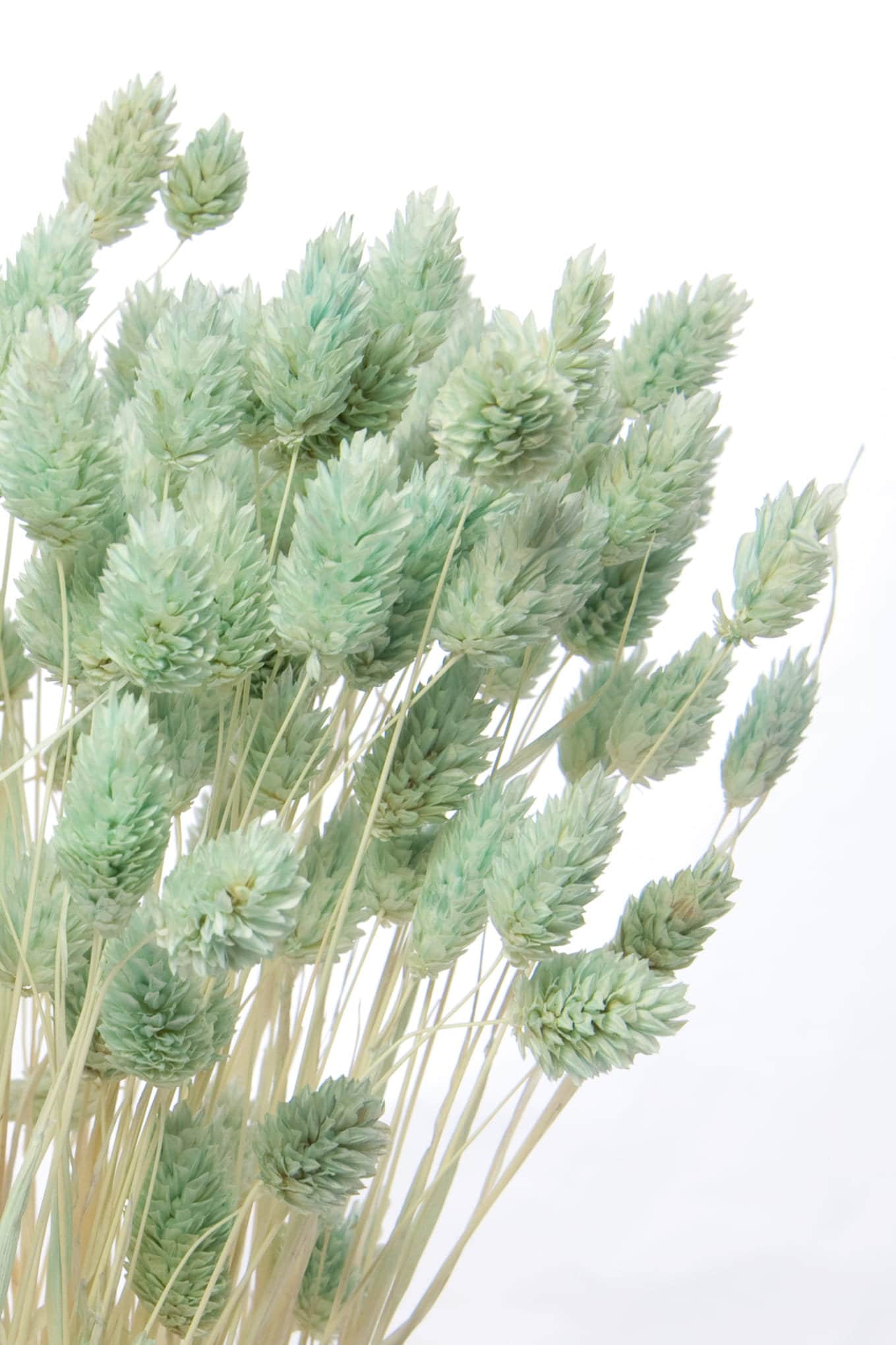 Dried phalaris green mint 100g per bunch, home decoration