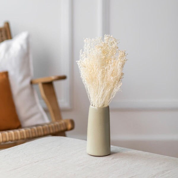 Preseved Broom bloom bleached 100g bunch, preseved flower