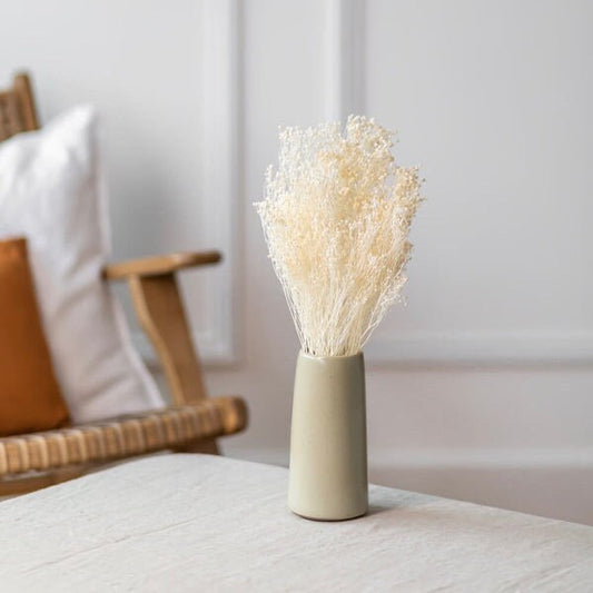 Preseved Broom bloom bleached 100g bunch, preseved flower