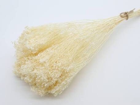 Preseved Broom bloom bleached 100g bunch, preseved flower