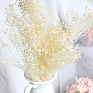 Preseved Broom bloom bleached 100g bunch, preseved flower