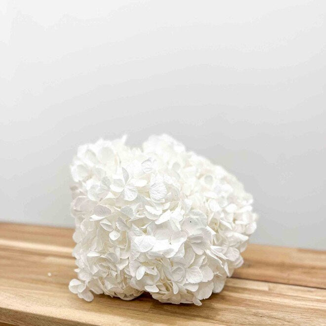 Premium quality - Big petal White Preserved hydrangea KIARA, bridal flower, Hortensia pure blanc, jewellery resin DIY tool
