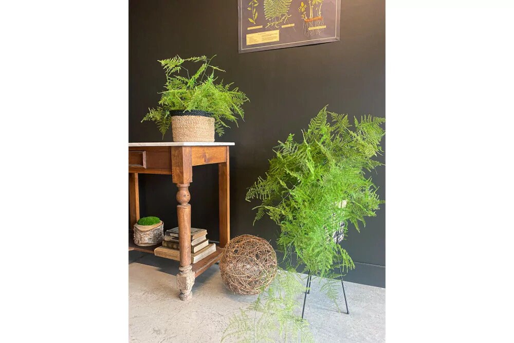 Asparagus plumosus green preserved, dried flower, fern preserved, kokedama art, DYI projet