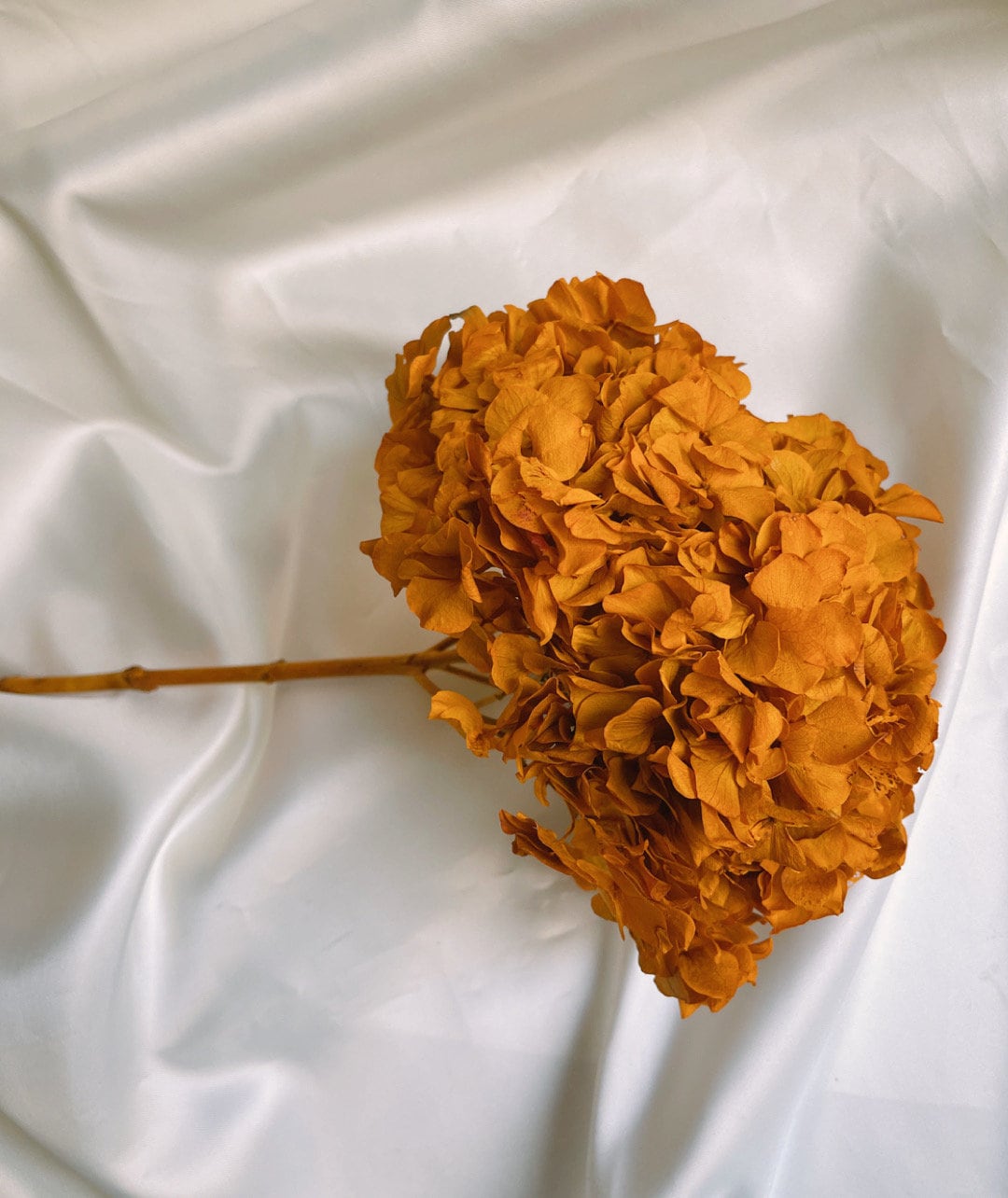 Big petal preserved hydrangea terracota , Diy resin, jewelery, wedding and home decoration